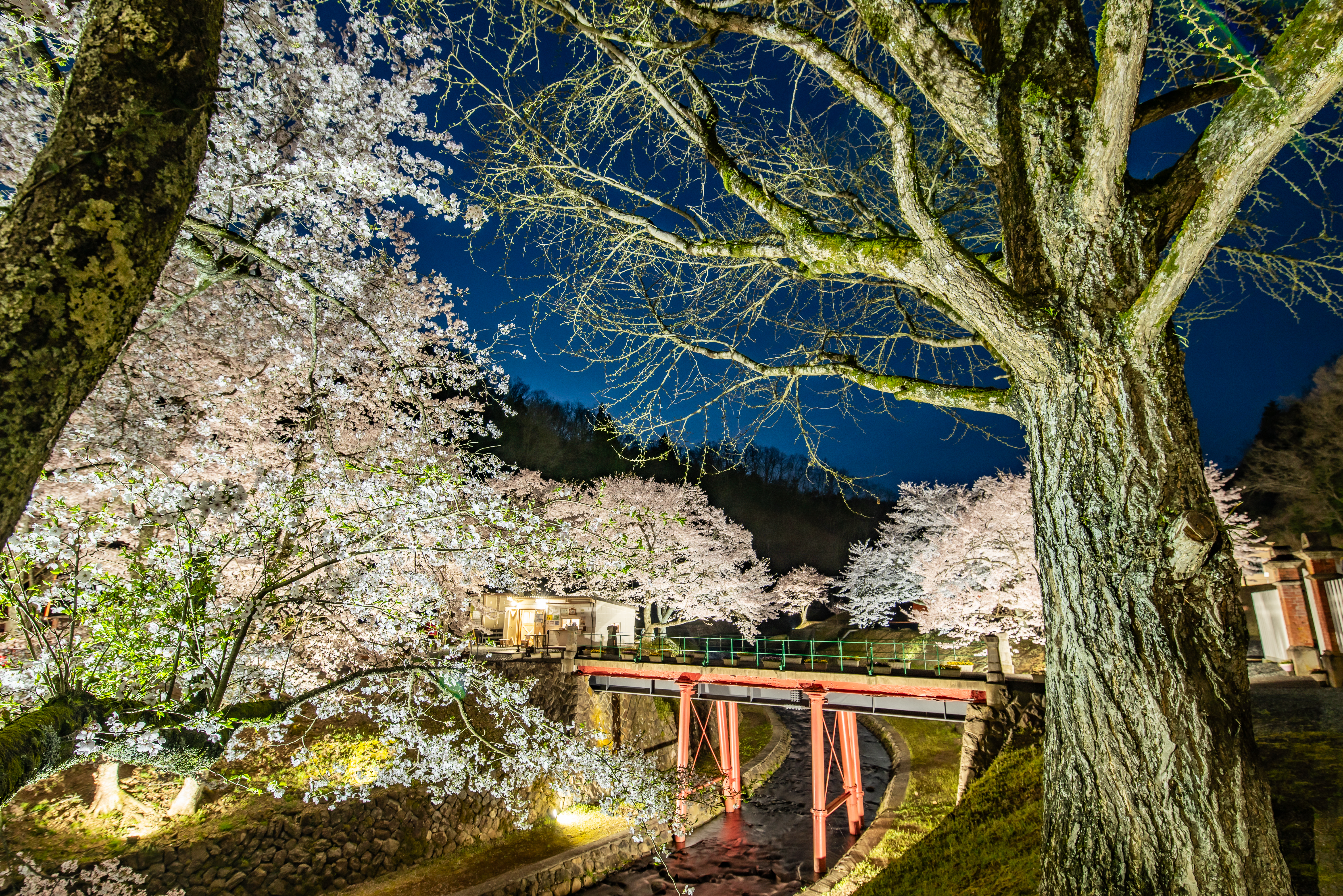 「照光の桜」の画像