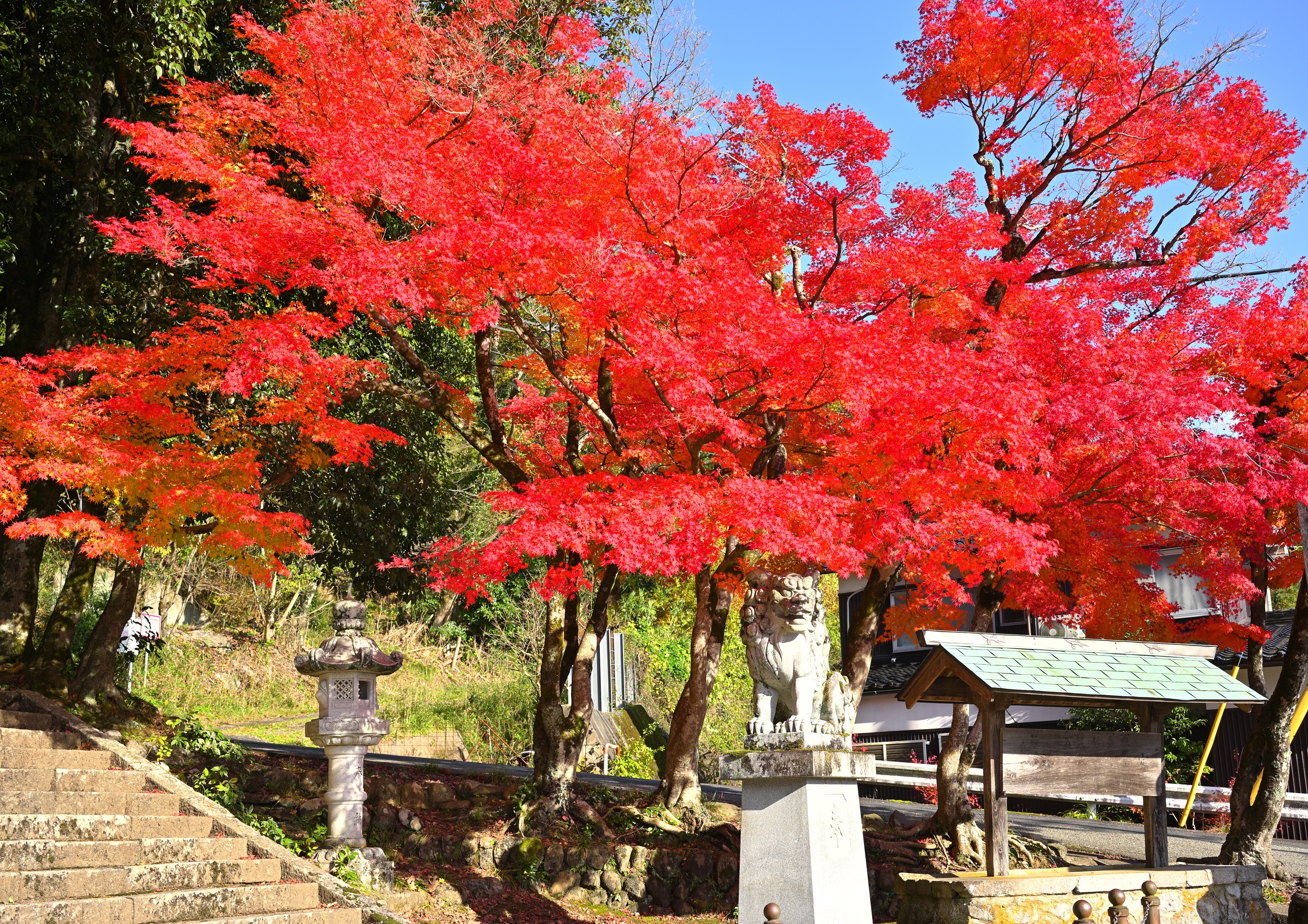 「こま犬も見とれる紅葉」の画像