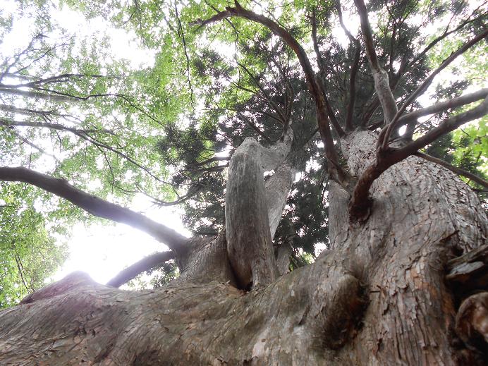 登山途中 現れる　『 杉 』の巨木の画像3