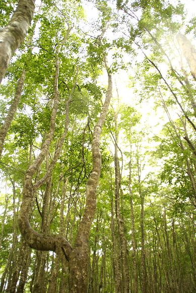 登山中にみられる 自生植物の画像1