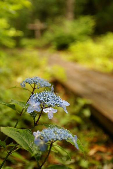 登山中にみられる 自生植物の画像2