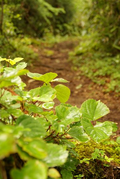 登山中にみられる 自生植物の画像3