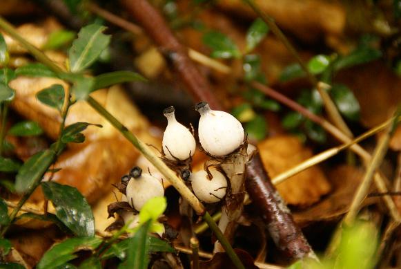 登山中にみられる 自生植物の画像4