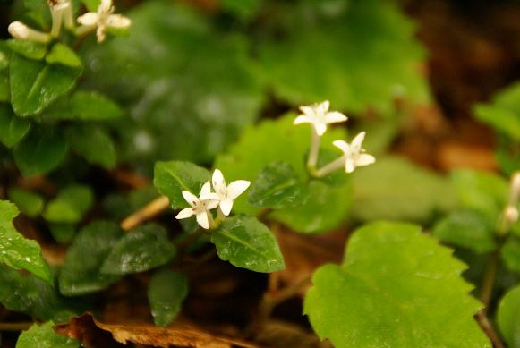登山中にみられる 自生植物の画像5