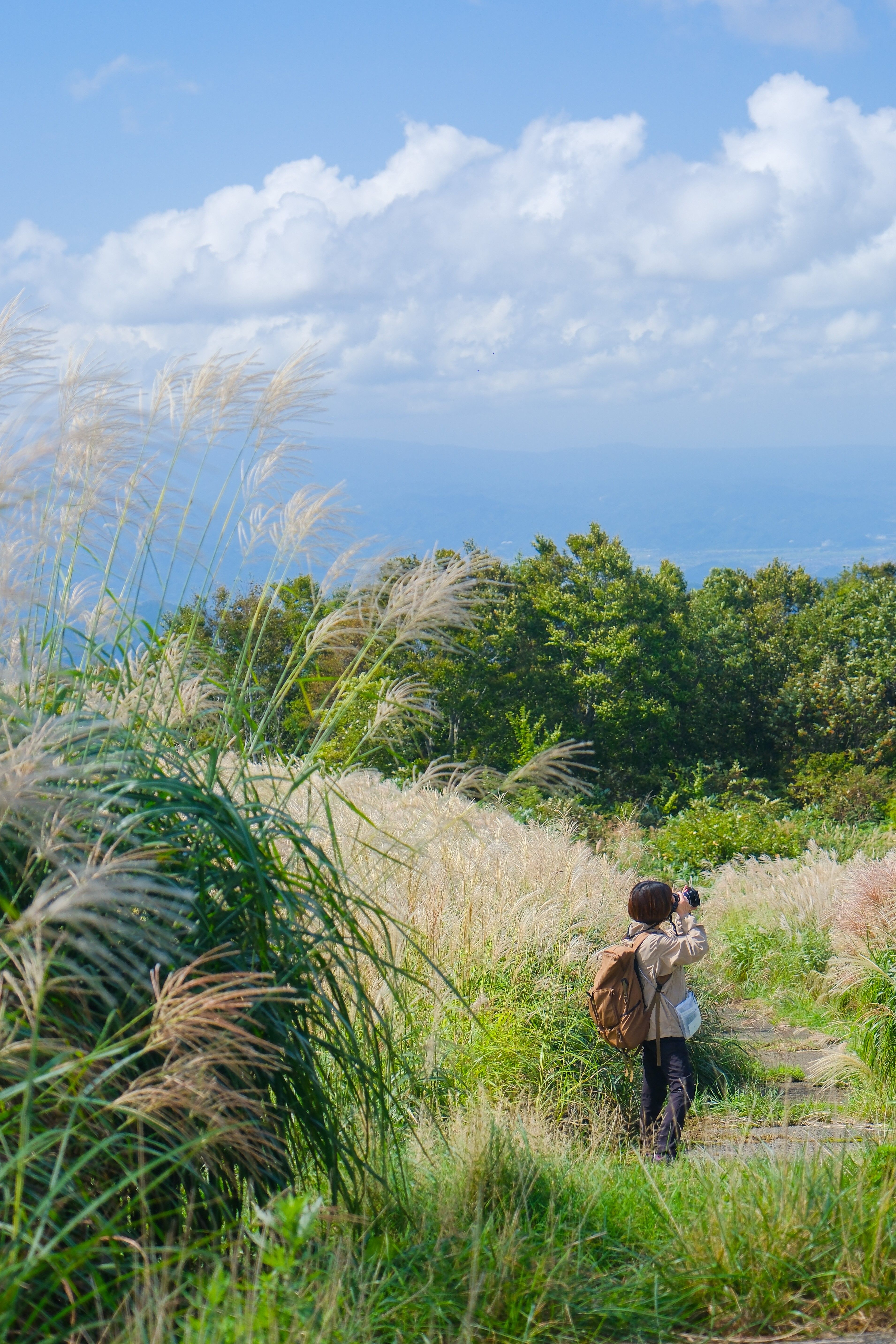 ふわふわのすすきの画像