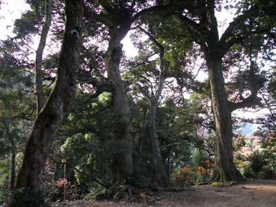 犬山神社社叢の椎の原生林の画像