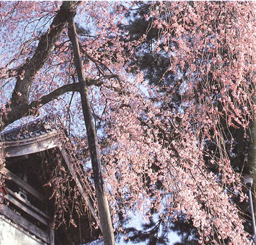 大善寺のしだれ桜の画像