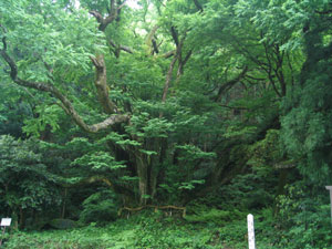 落河内の大カツラの画像