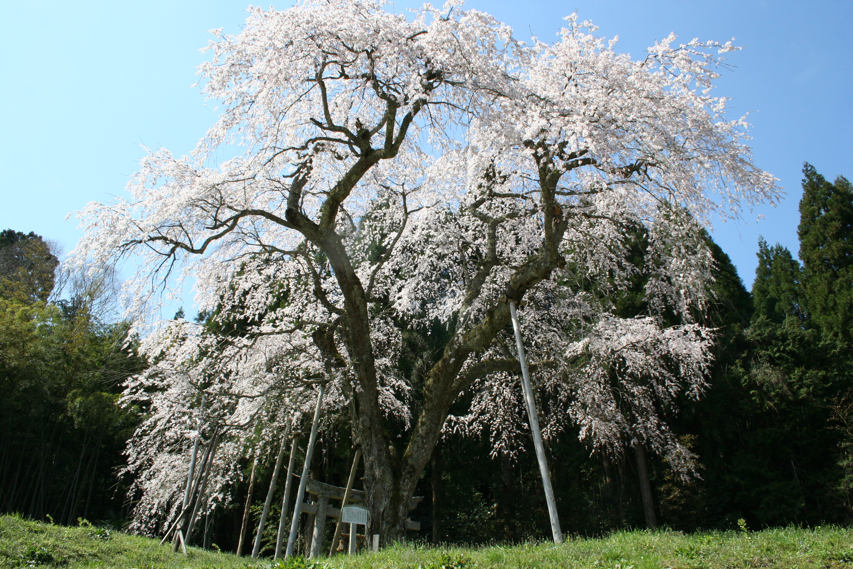 三谷大しだれ桜1