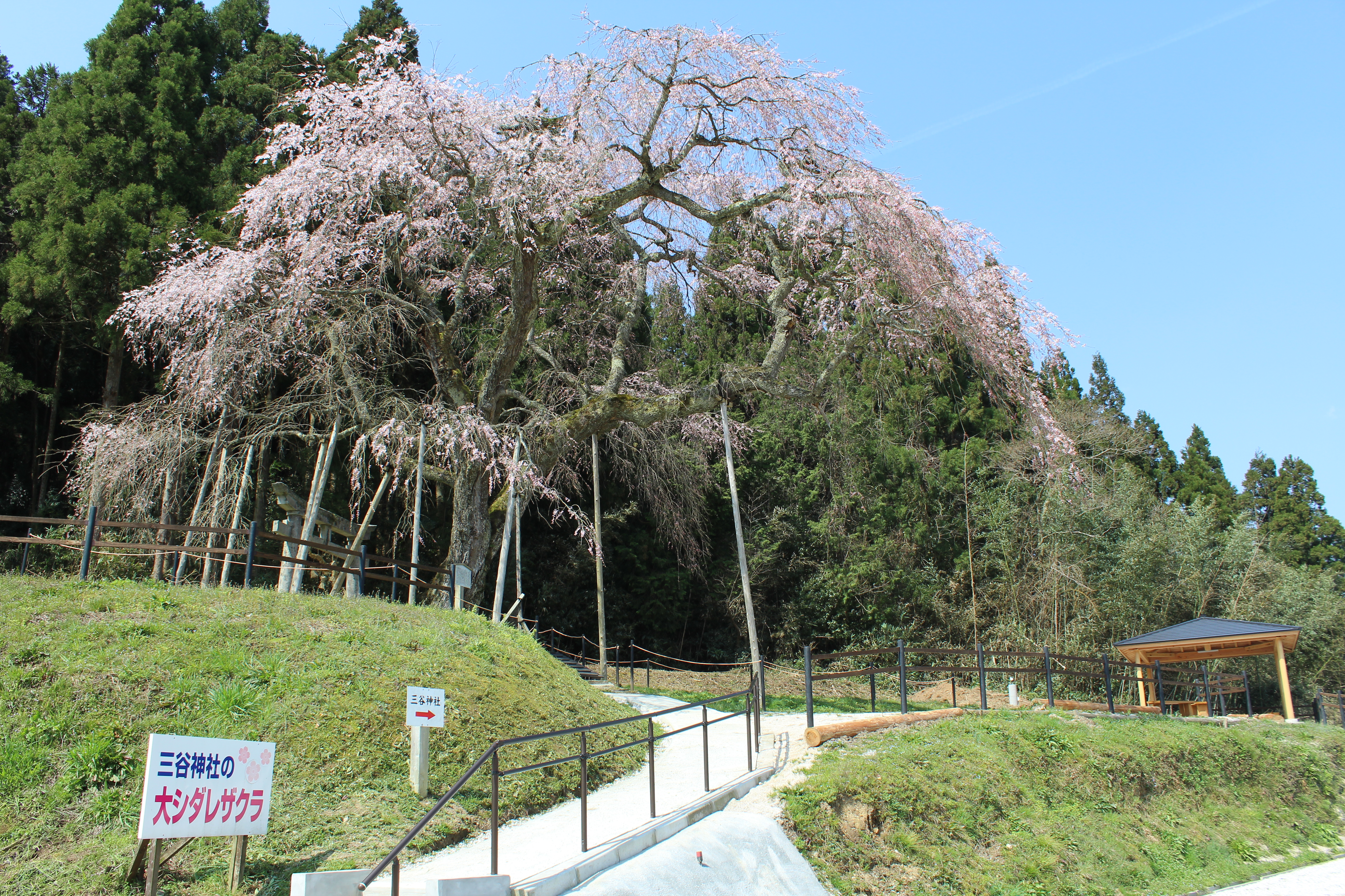 三谷大しだれ桜2