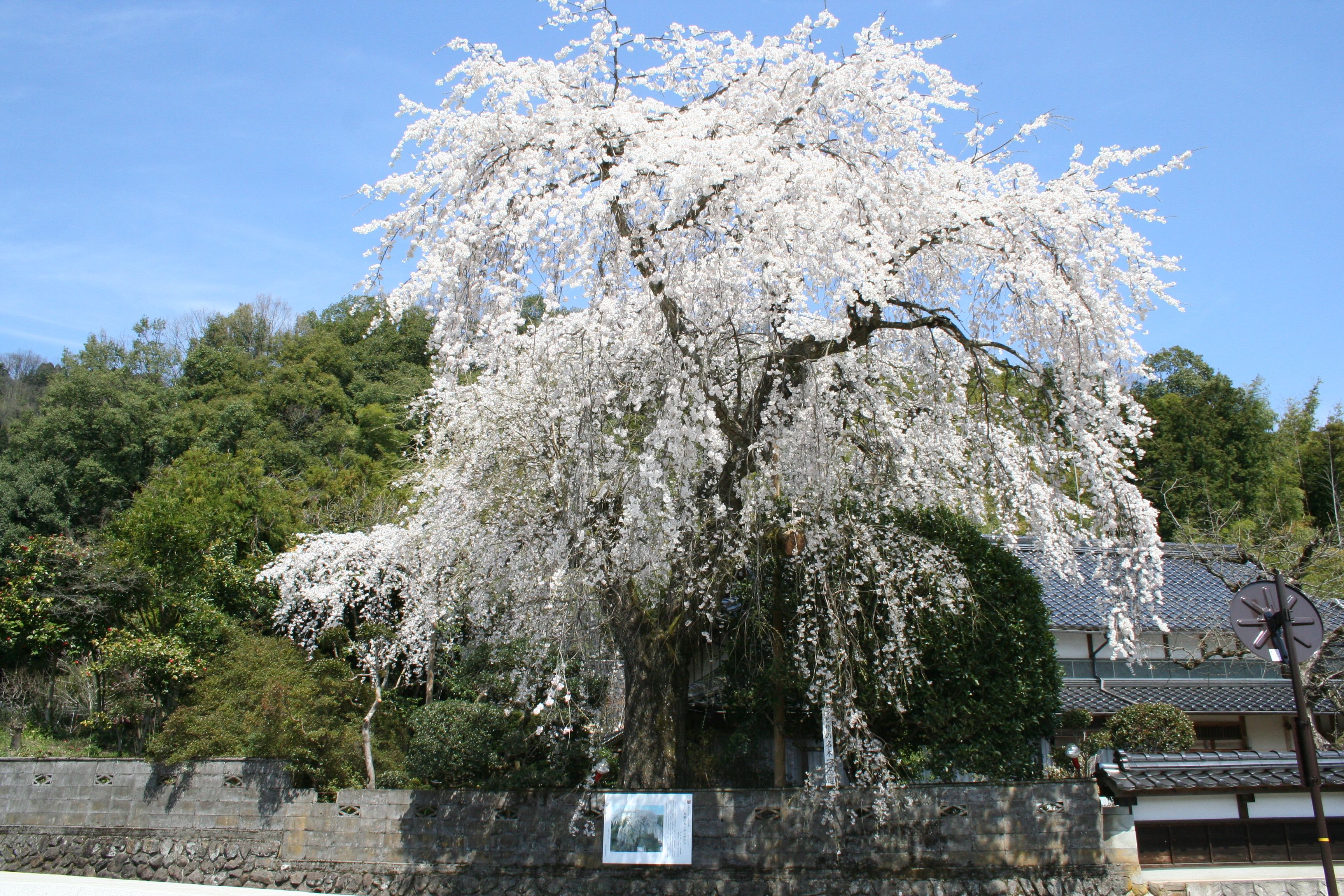 長瀬の大しだれ桜の画像