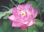 甘い香りに誘われて－湖山池公園（福井地区）に咲いた蓮の花－