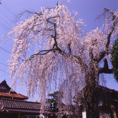 長瀬にある大しだれ桜