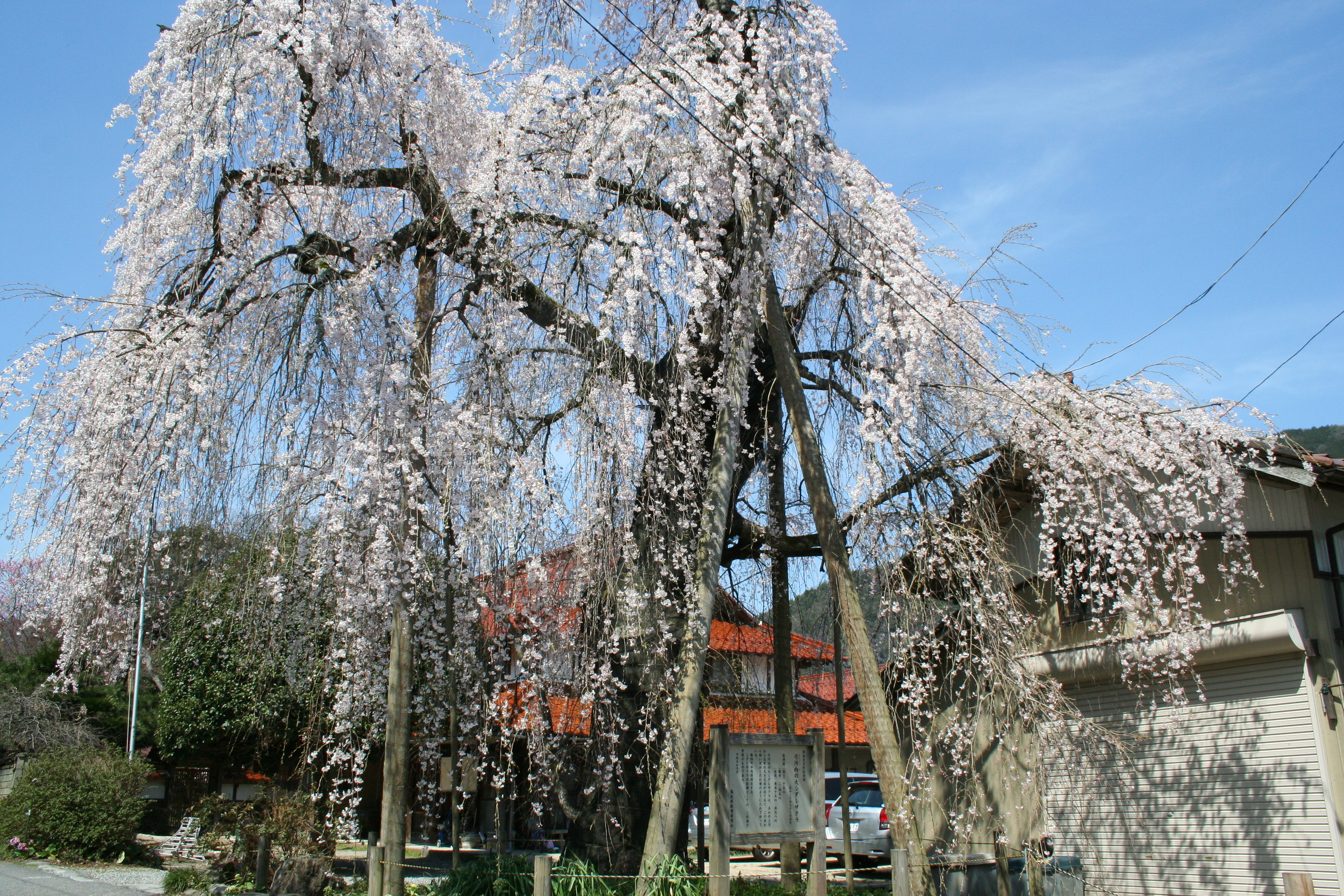 弓河内の大しだれ桜 鳥取市