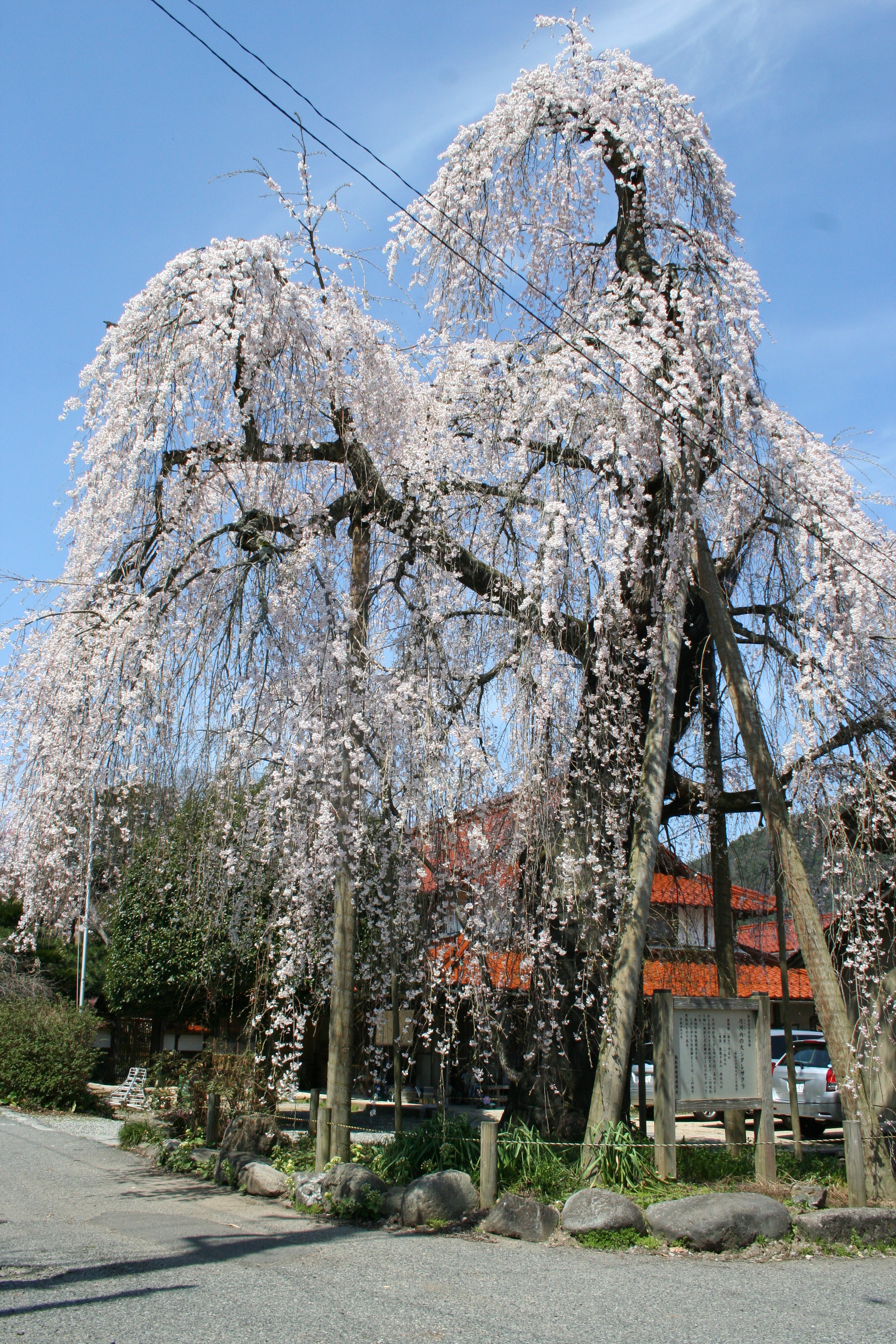 弓河内の大しだれ桜 鳥取市