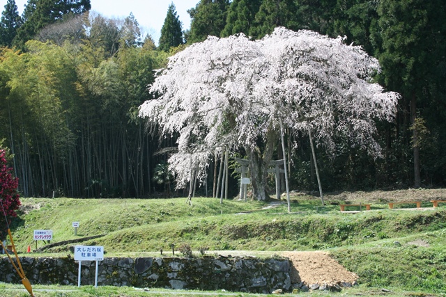 シダレザクラ