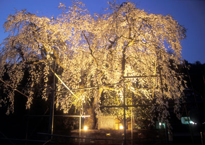 長瀬しだれ夜桜