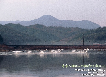 表紙写真：「未来へ向かって羽ばたく年に」気高町日光地区の水田（通称：日光池）には、毎年、この時季になると、北方から渡り鳥がやってきます。