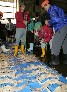 表紙写真：松葉ガニの初競り～鳥取県漁協賀露市場