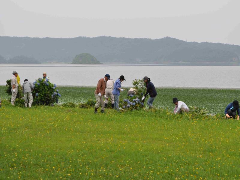 湖山池を守る会　美化活動2