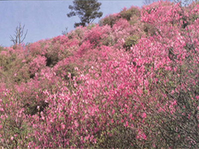 愛宕山公園