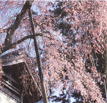 大善寺のしだれ桜