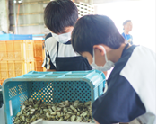 福部未来学園　らっきょう体験