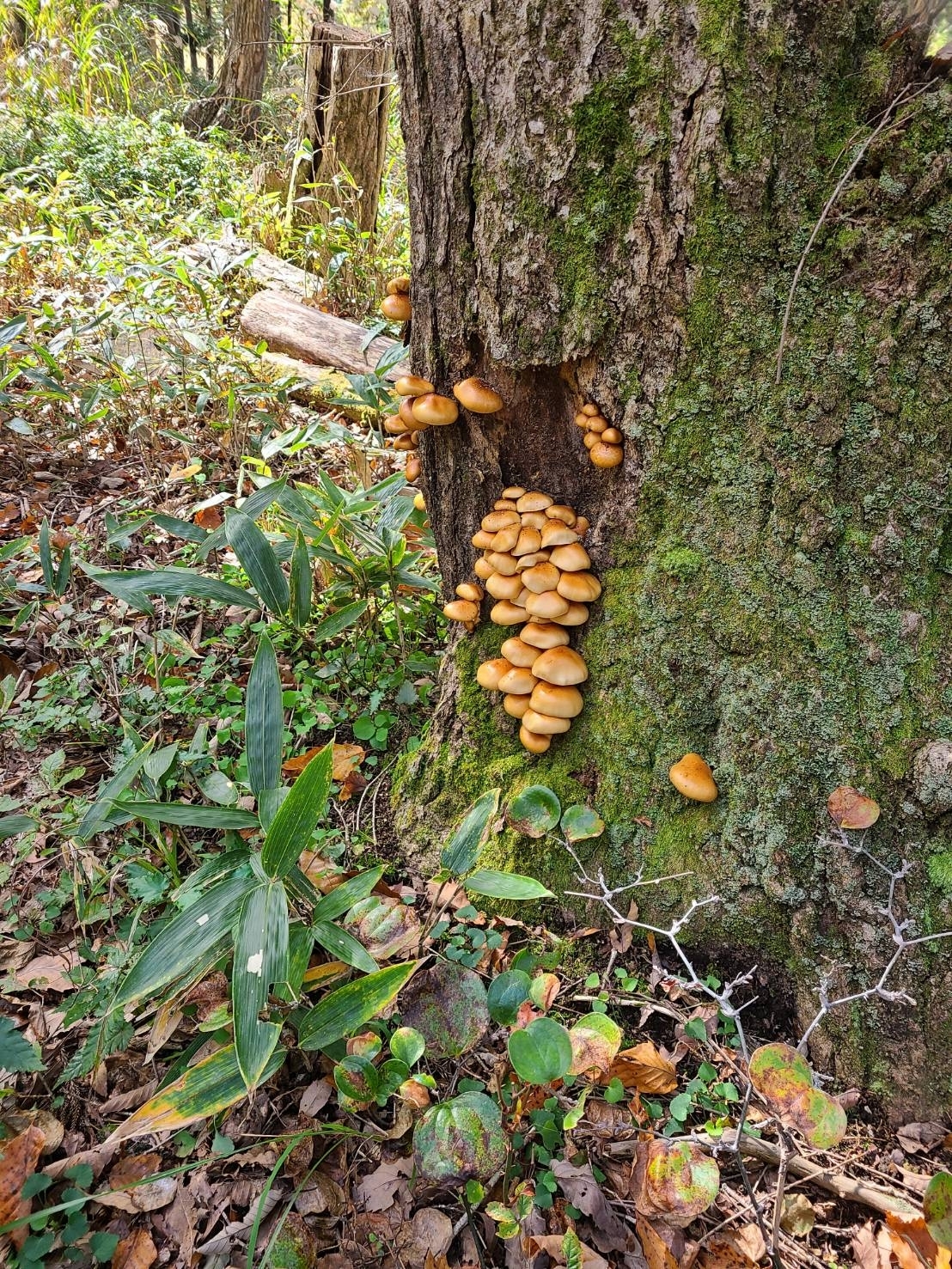 深山のめぐみ