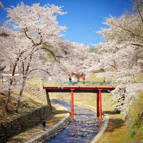 鳥取の桜の名所、美歎(みたに)水源地