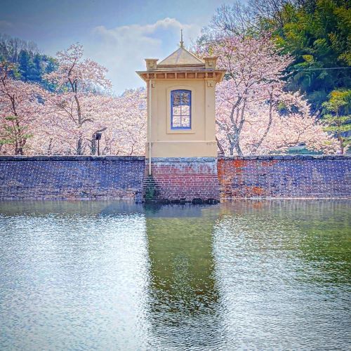 鳥取の桜の名所、美歎(みたに)水源地