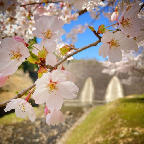 鳥取の桜の名所、美歎(みたに)水源地