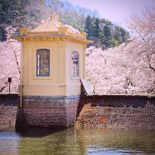 鳥取の桜の名所、美歎(みたに)水源地