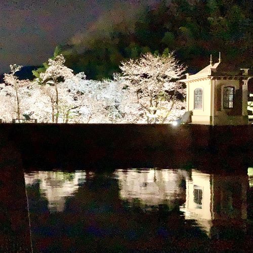 鳥取の夜桜ライトアップ撮影スポット美歎（みたに）水源地