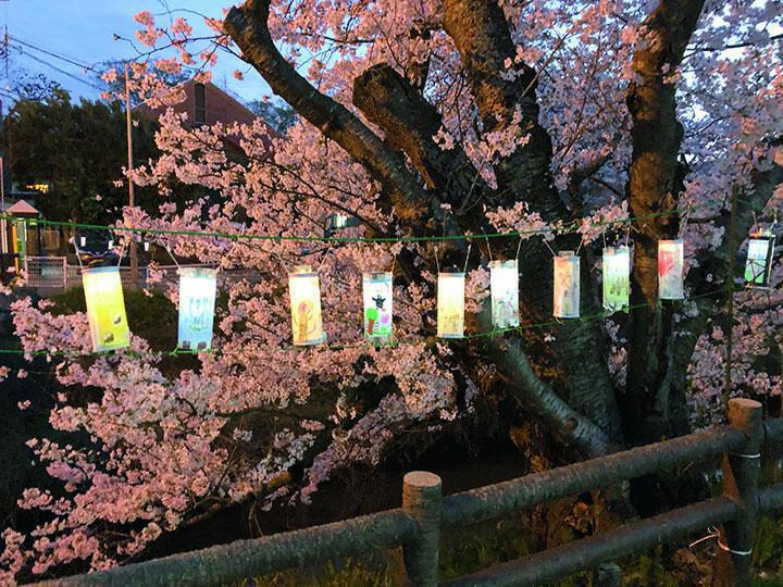 天神川を彩るあんどんと桜