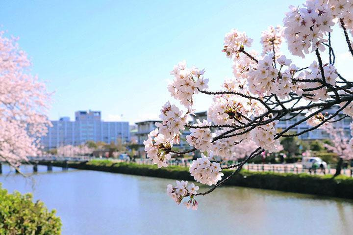 久松公園の桜