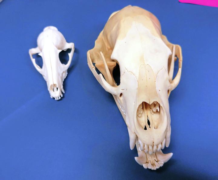 あおや郷土館_頭骨(個人蔵)