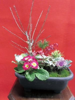 お正月寄せ植え