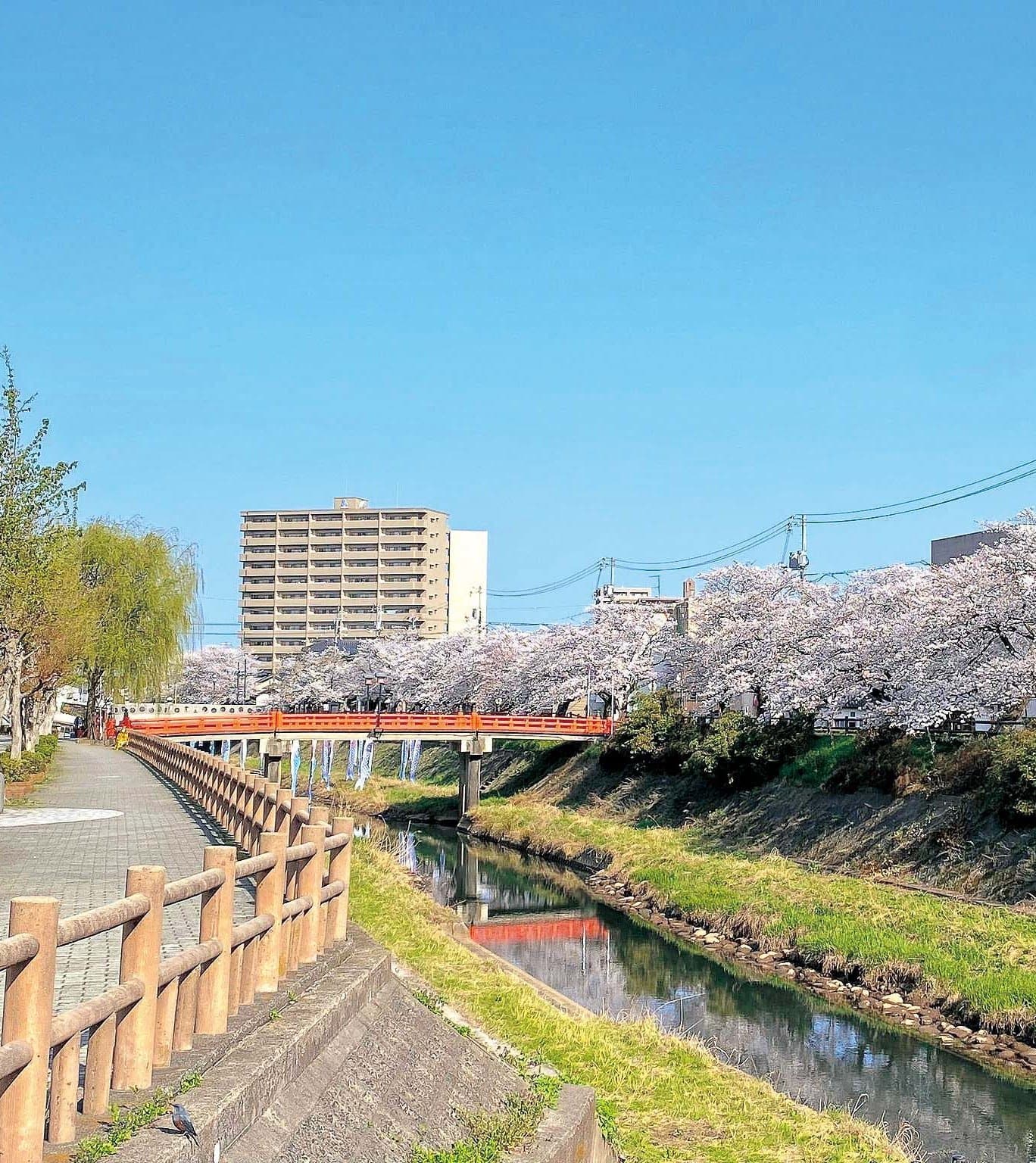 桜咲く袋川沿いの風景