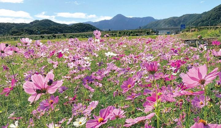 コスモスが咲き誇る