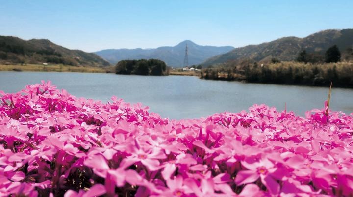 大堤池の芝桜