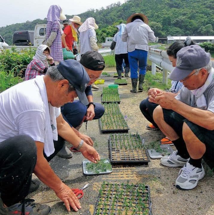 苗を植える