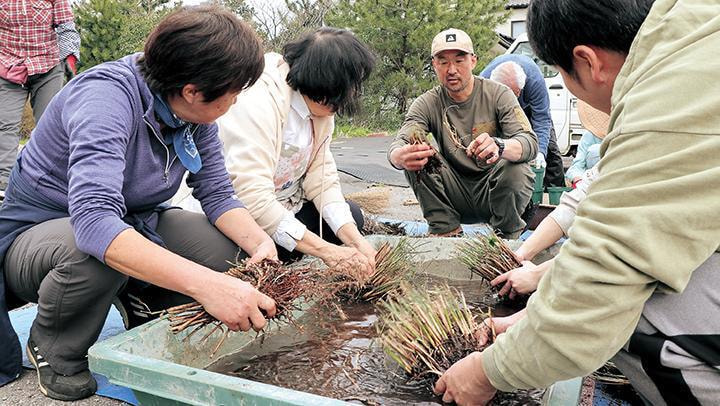 イトススキの株分け