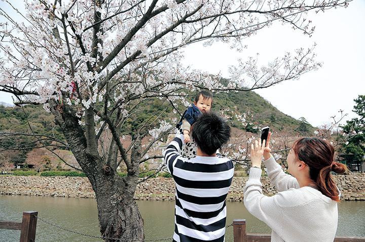 桜咲く鳥取城跡
