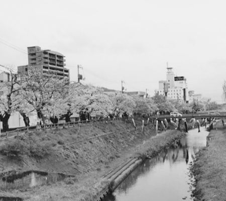 袋側緑地のサクラ