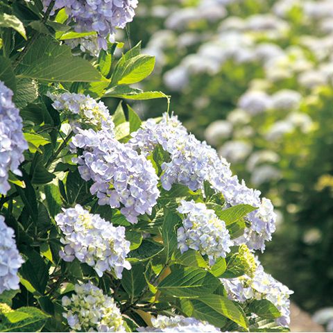 青色のあじさい