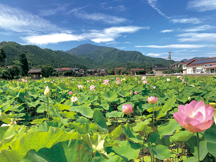 鷲峰山とハス