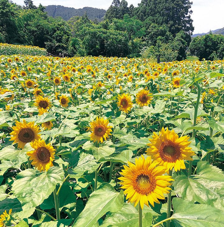 ひまわり畑