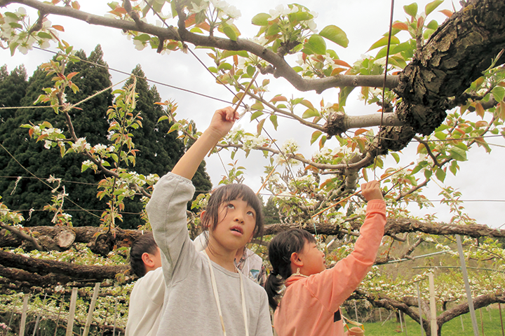 佐治小学校3年生が梨の交配作業を体験している様子