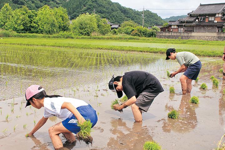 田植え