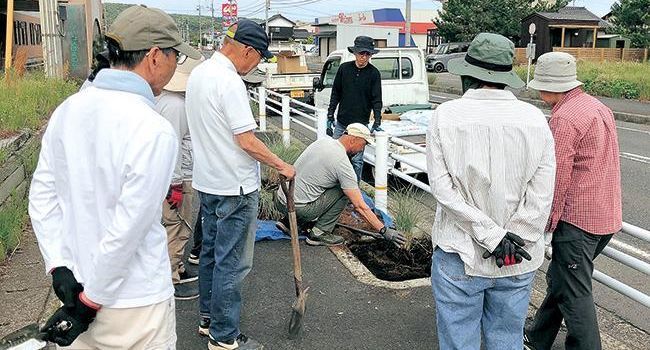 イトススキの株分け